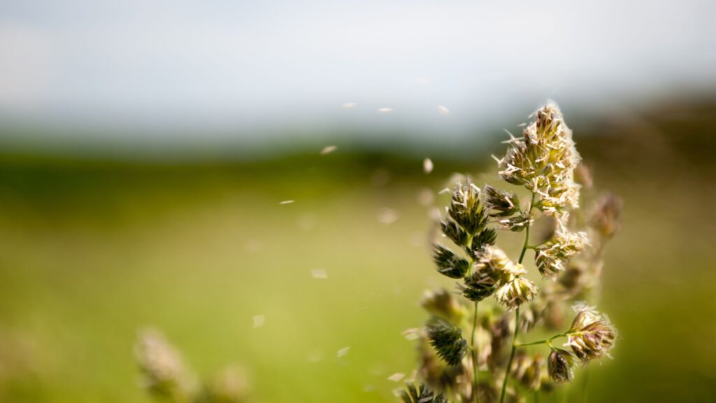 5 solutions aux allergies saisonnières que vous pouvez appliquer dès aujourd’hui